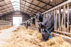 Animal Feed Qatar - cow