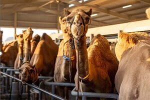 Animal Feed Qatar - Camel