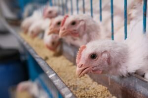 Animal Feed Qatar - Chicken