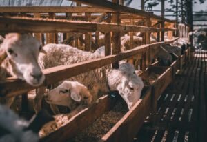 Animal Feed Qatar - Sheep