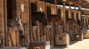 Animal Feed Qatar - Horse